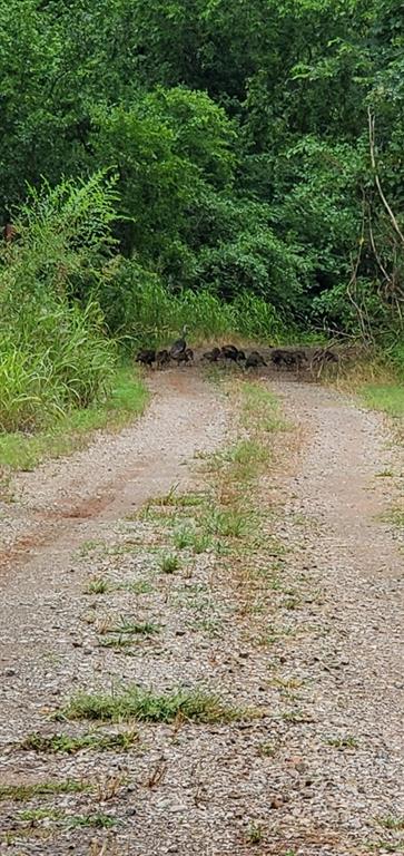 0 Hogback Road Property Photo 14