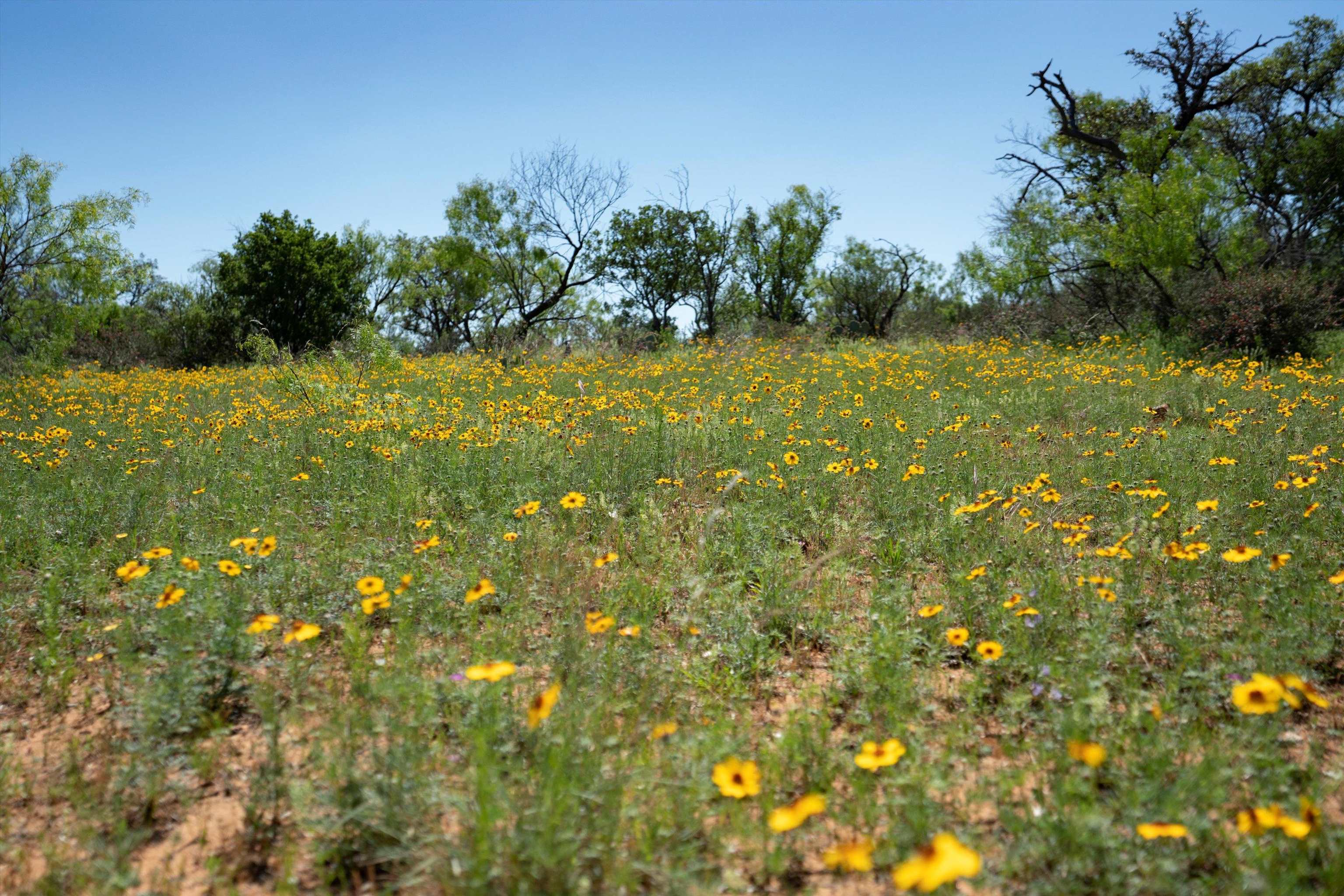 Tbd County Road 106 Property Photo 6