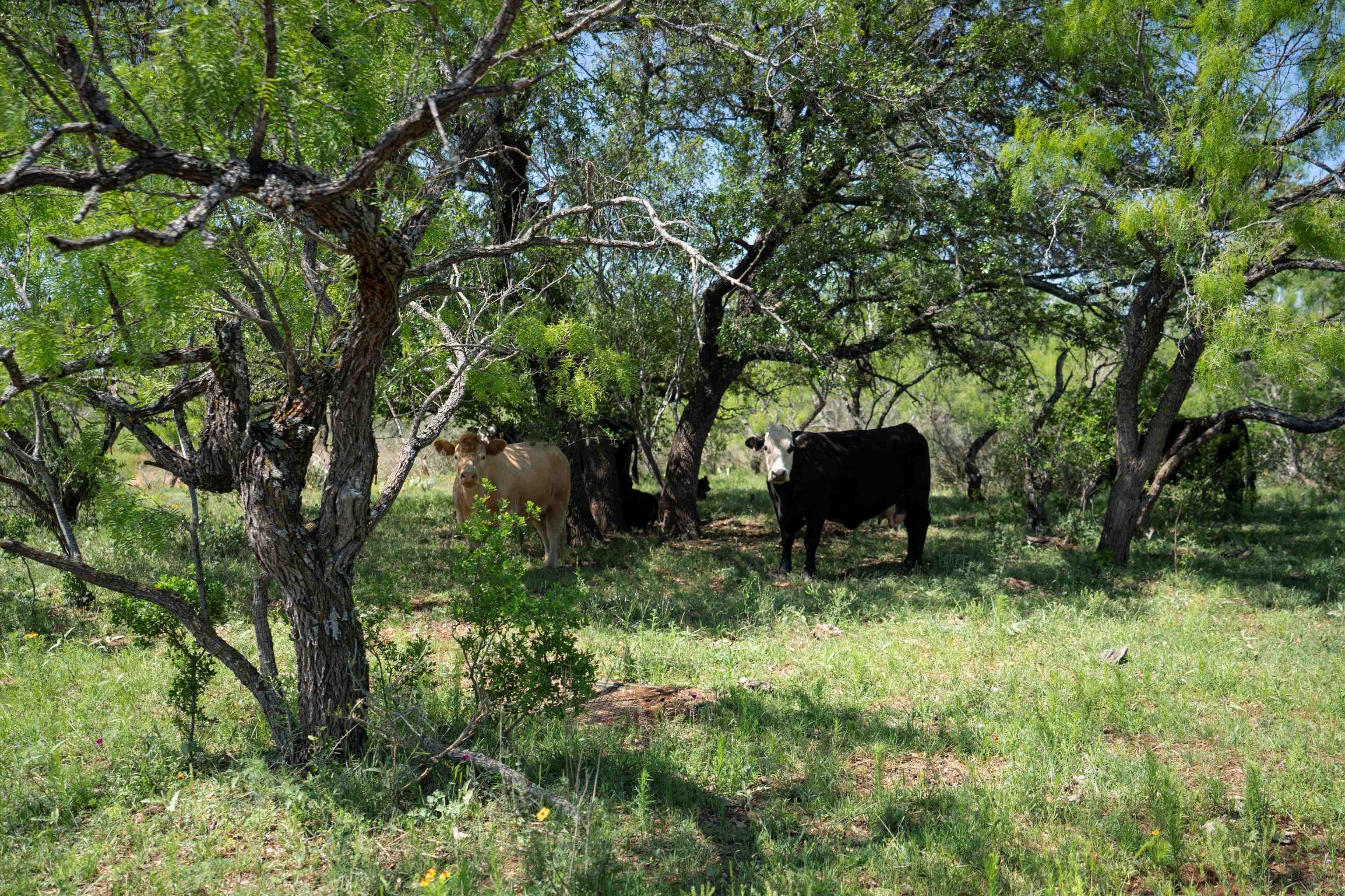 Tbd County Road 106 Property Photo 18