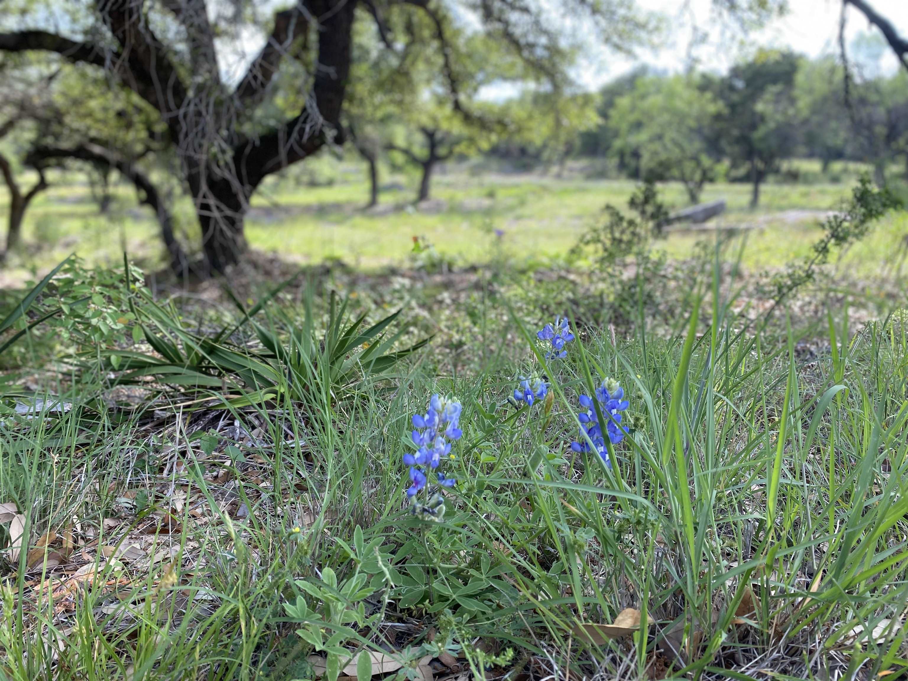 Lot 13108 Mountain Dew (dew Drop) Property Photo 8