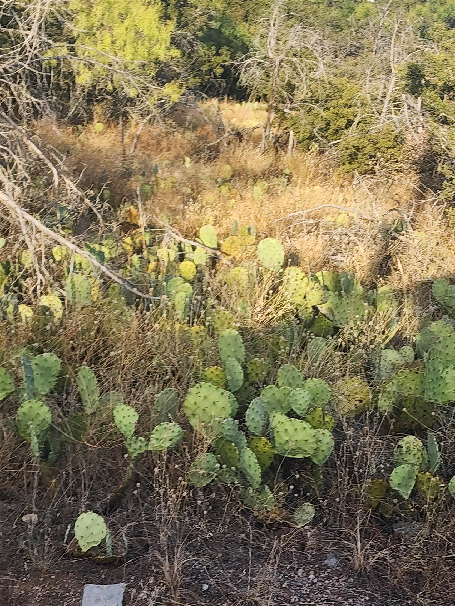 Tbd Electron Lot 15 Property Photo 3