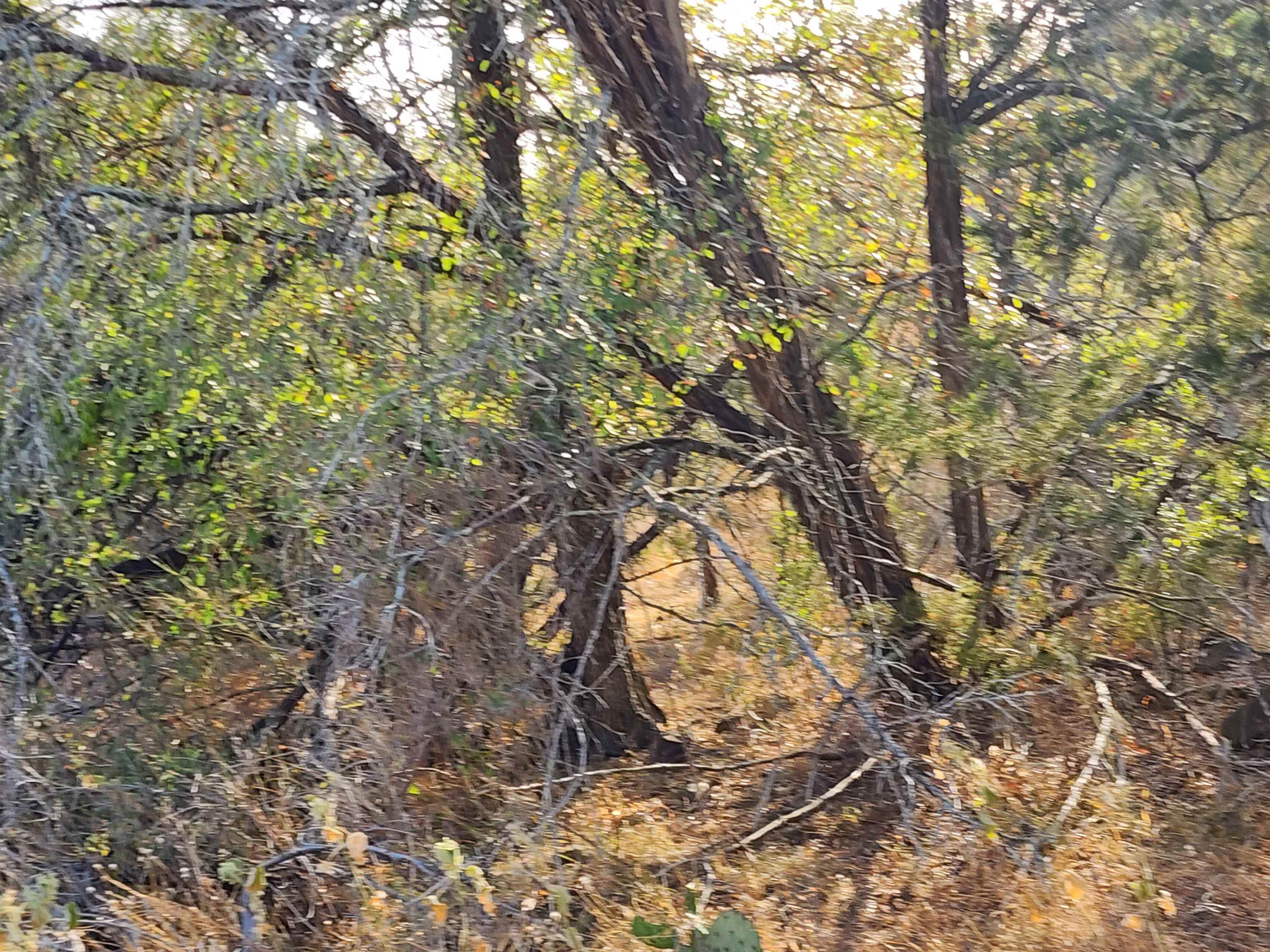 Tbd Electron Lot 11 Property Photo 4