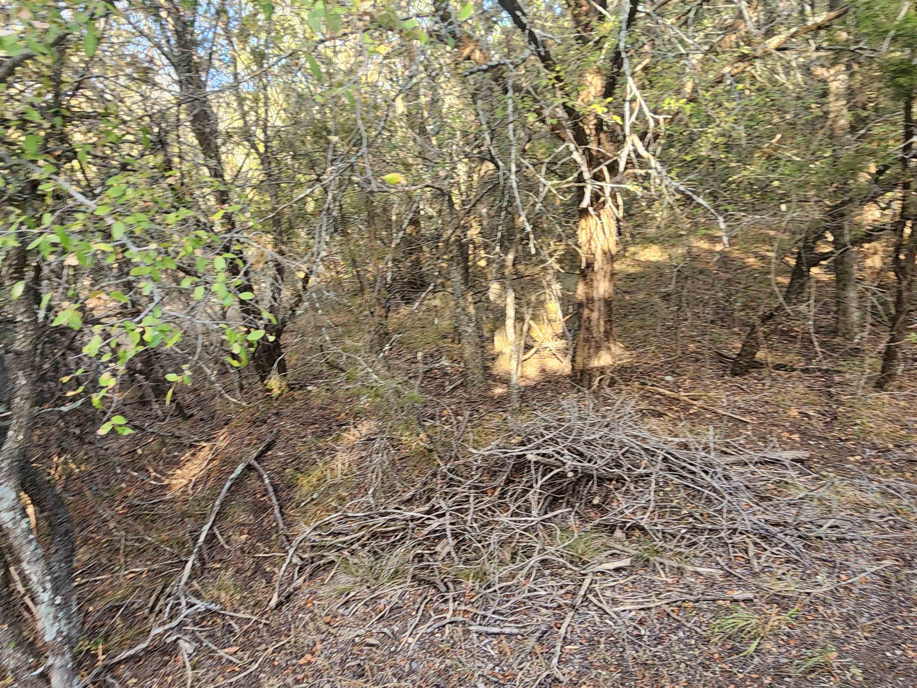 Tbd Radium Lot 10 Property Photo 4