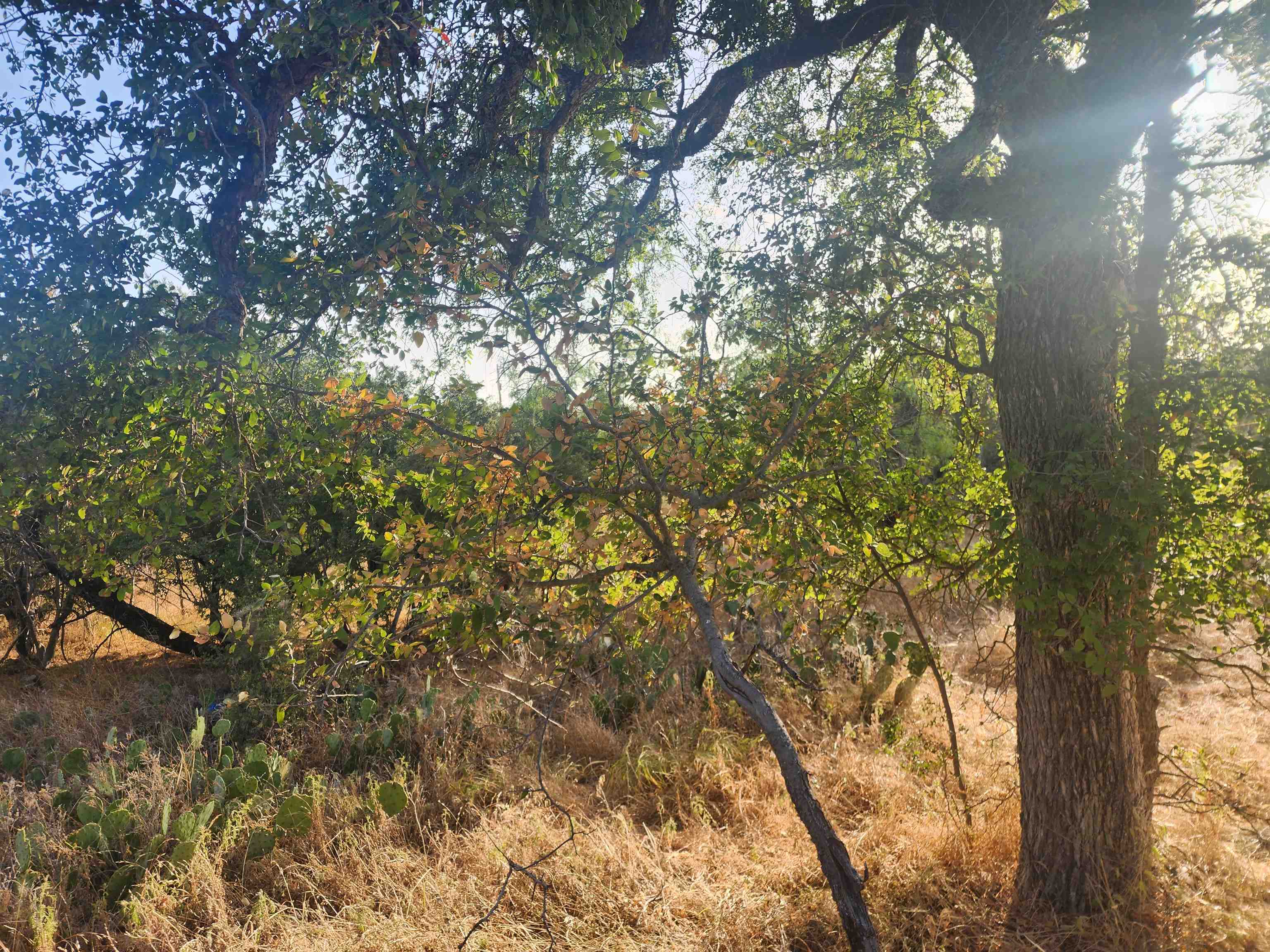 Tbd Radium Lot 16 Property Photo 5