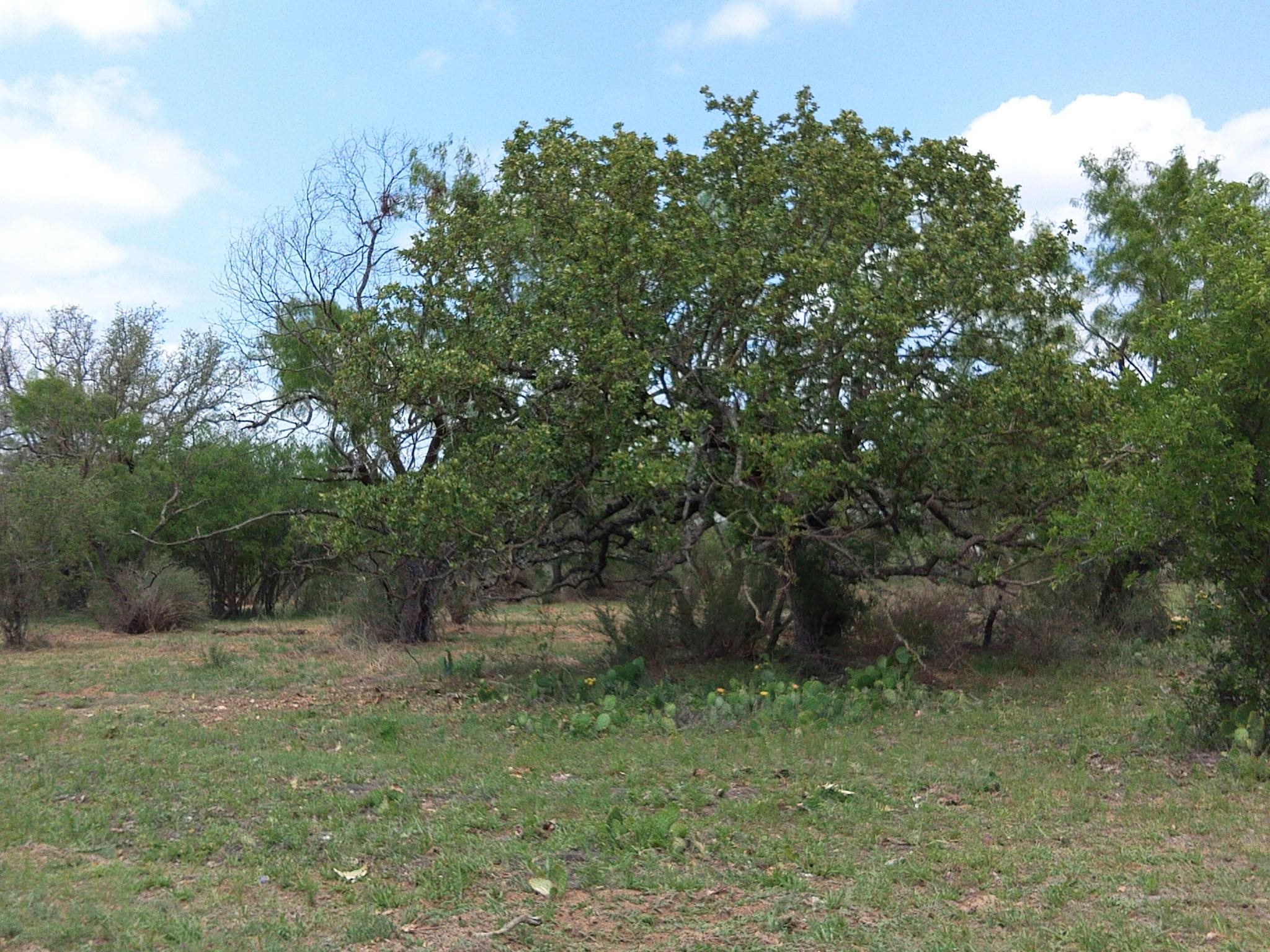 Tbd Fm 1980 Property Photo 16