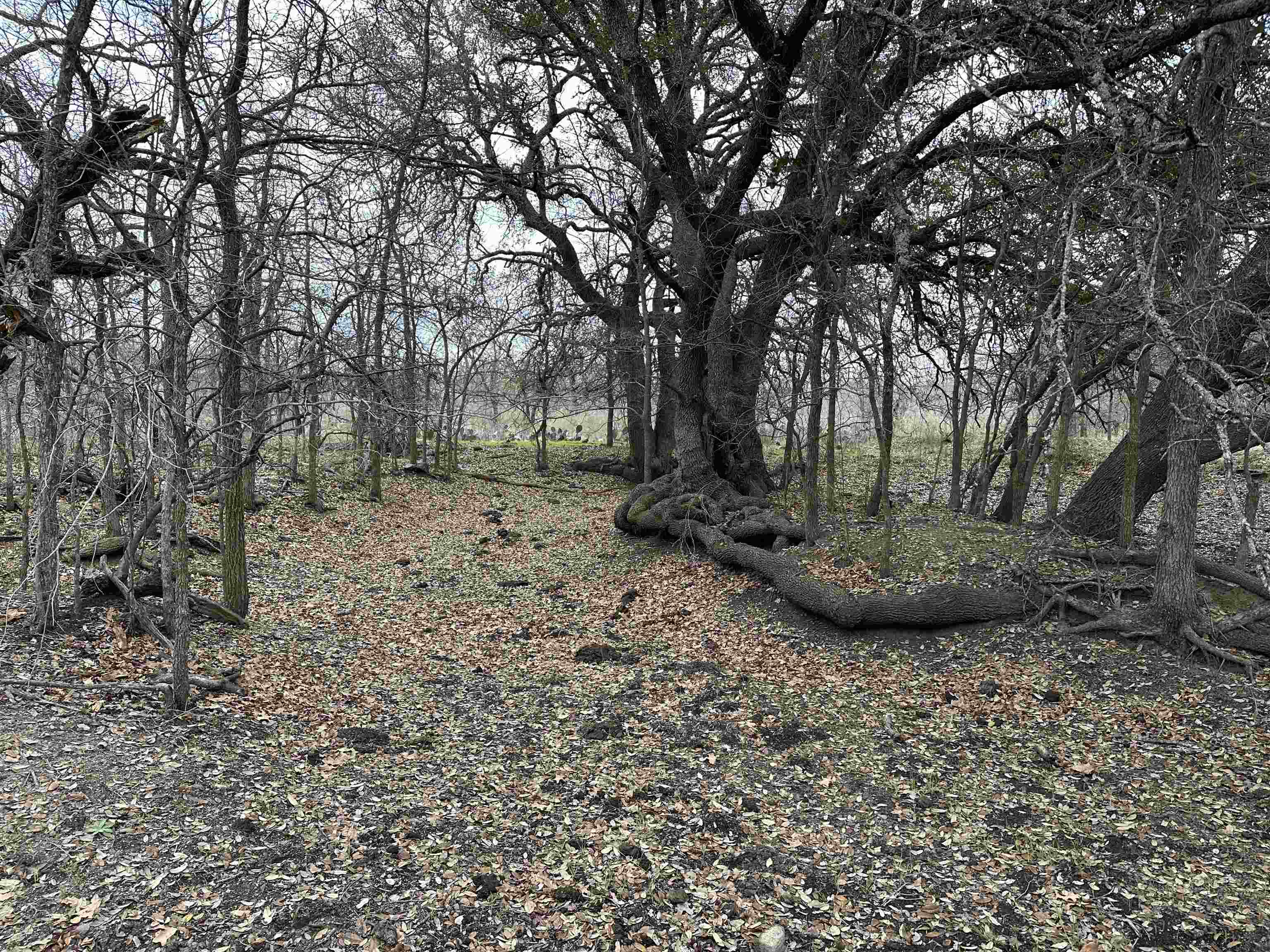 9000 Cr 216 Property Photo 4