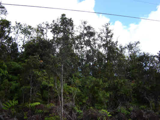 Nalehua Property Photo 1