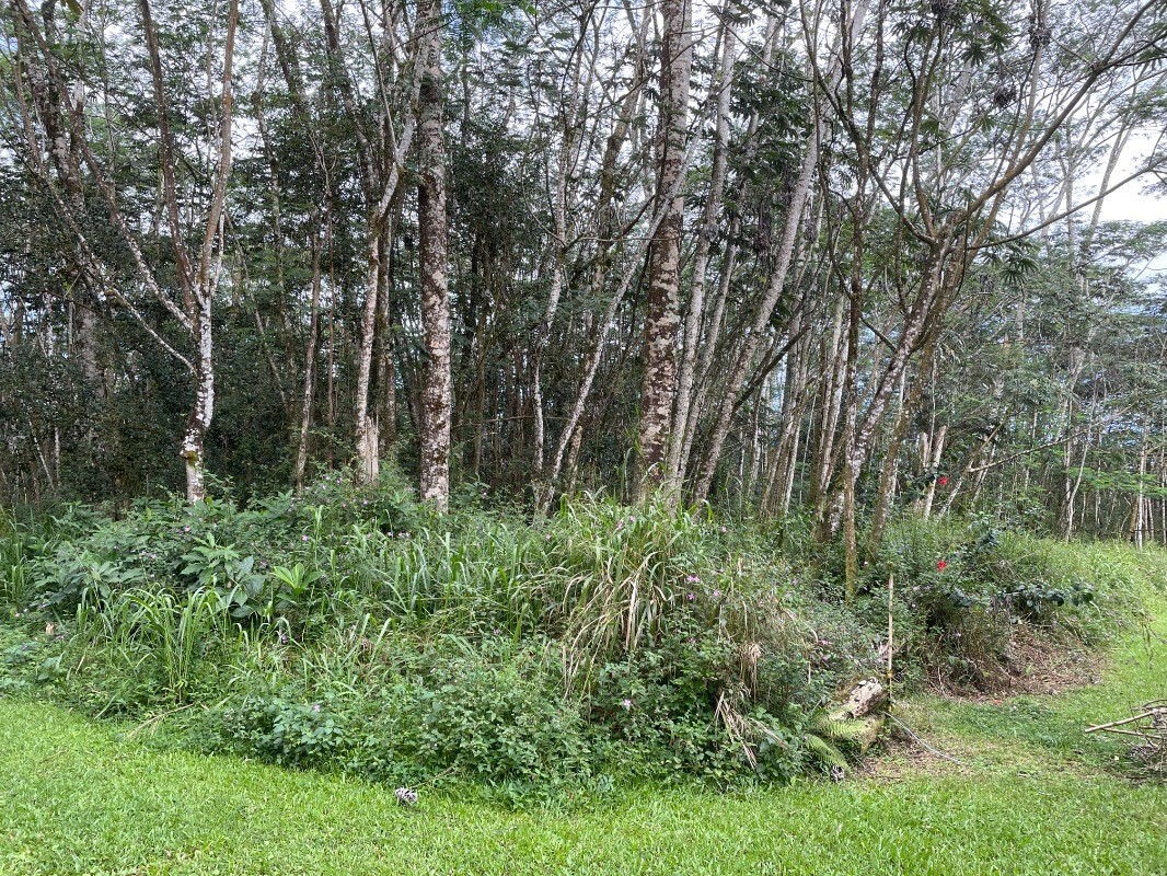 Paradise Rd Property Photo 1