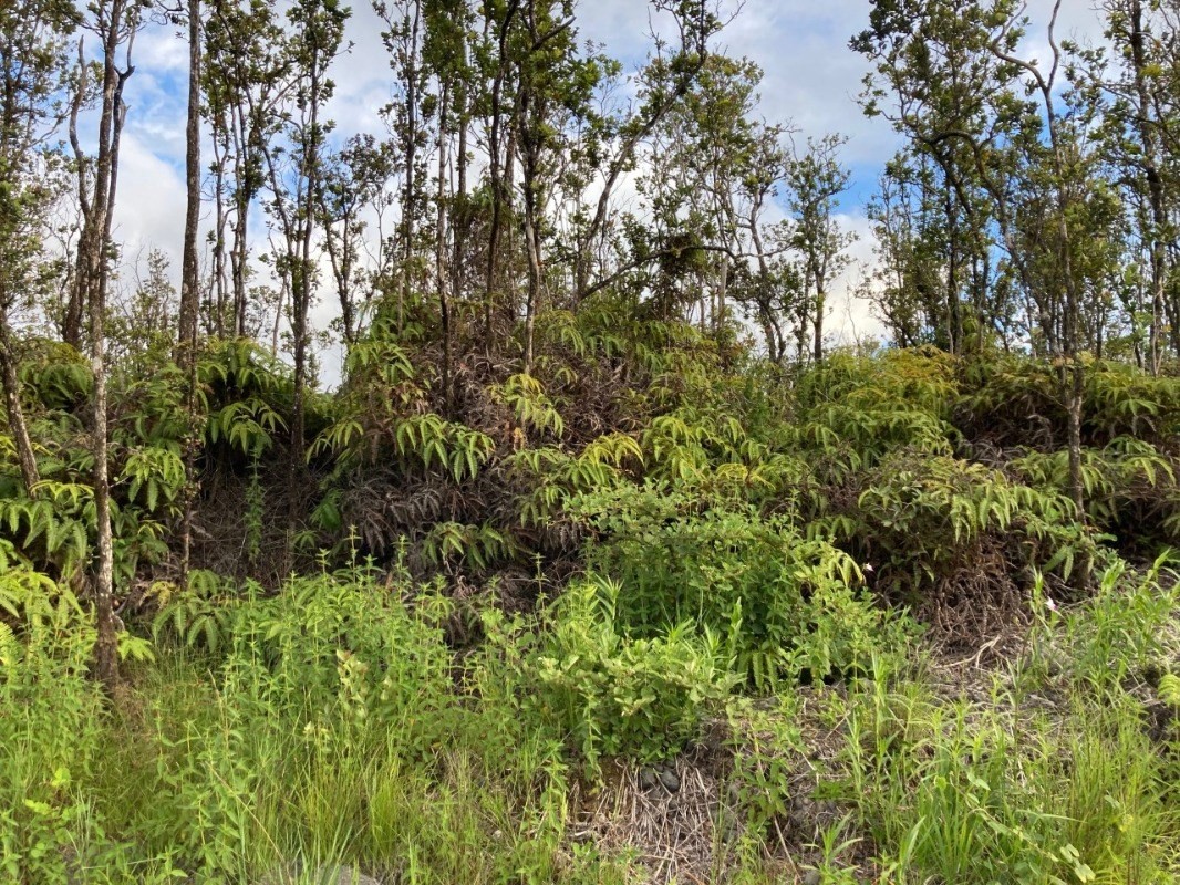 Ohialani Rd Property Photo 3
