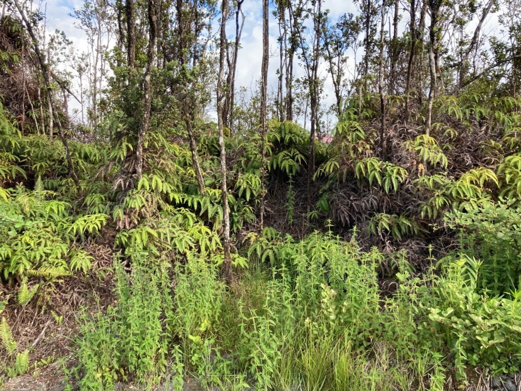 Ohialani Rd Property Photo 4