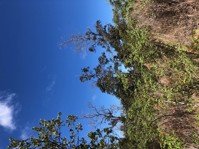 Bamboo Ln Property Photo
