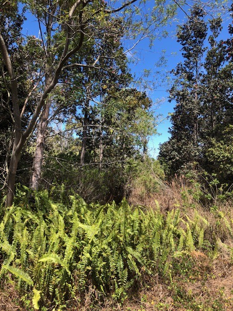 Bamboo Ln Property Photo 1
