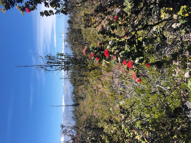 Pineapple Pkwy Property Photo