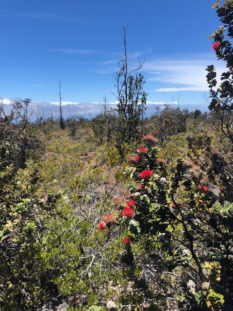 Pineapple Pkwy Property Photo 1