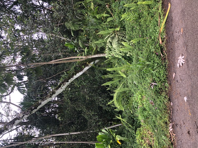 Puni Makai Loop Property Photo 6