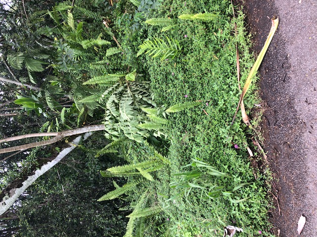 Puni Makai Loop Property Photo 8
