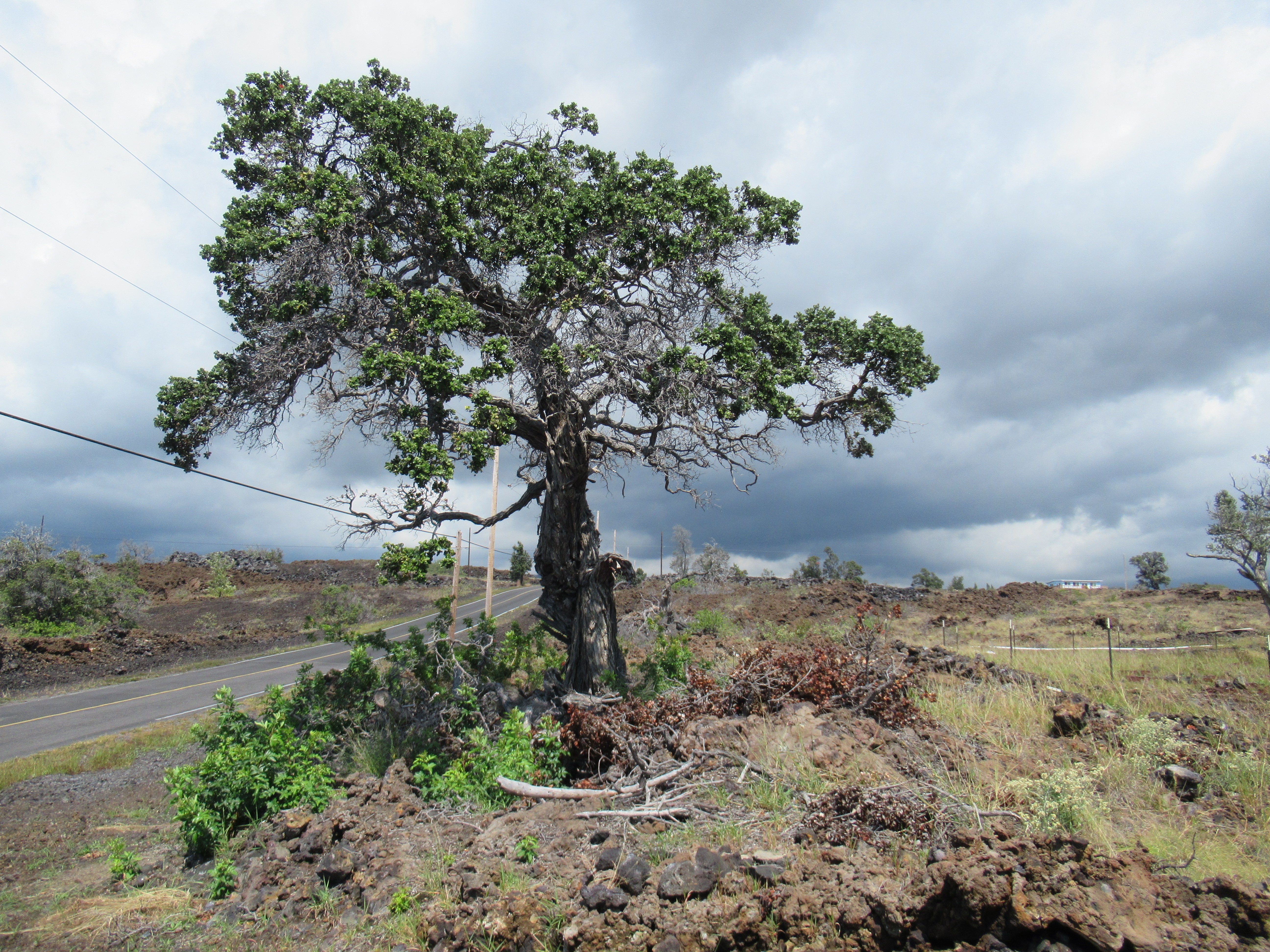 Kohala Blvd Property Photo
