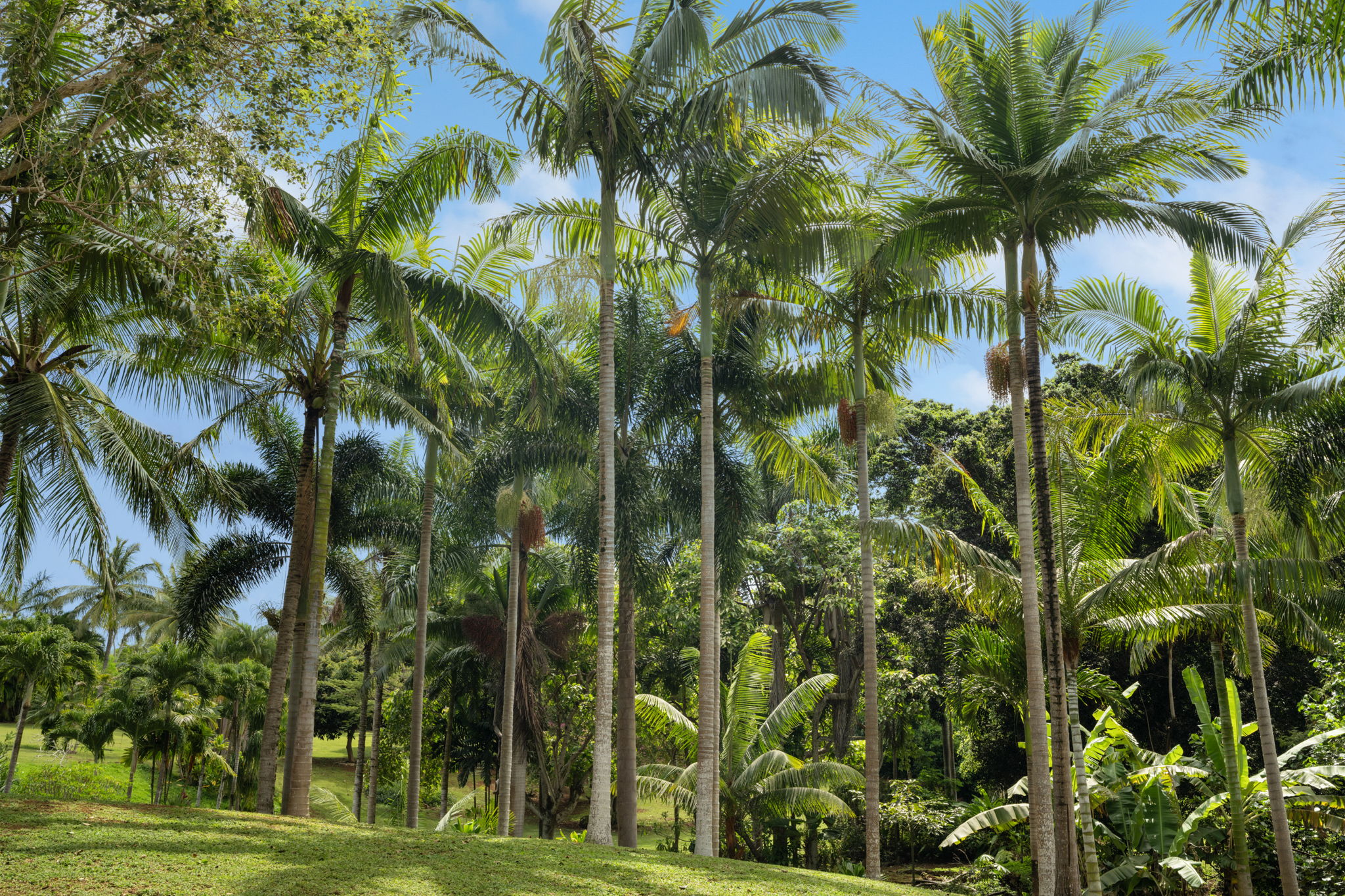 7473-e Koolau Rd Property Photo 24