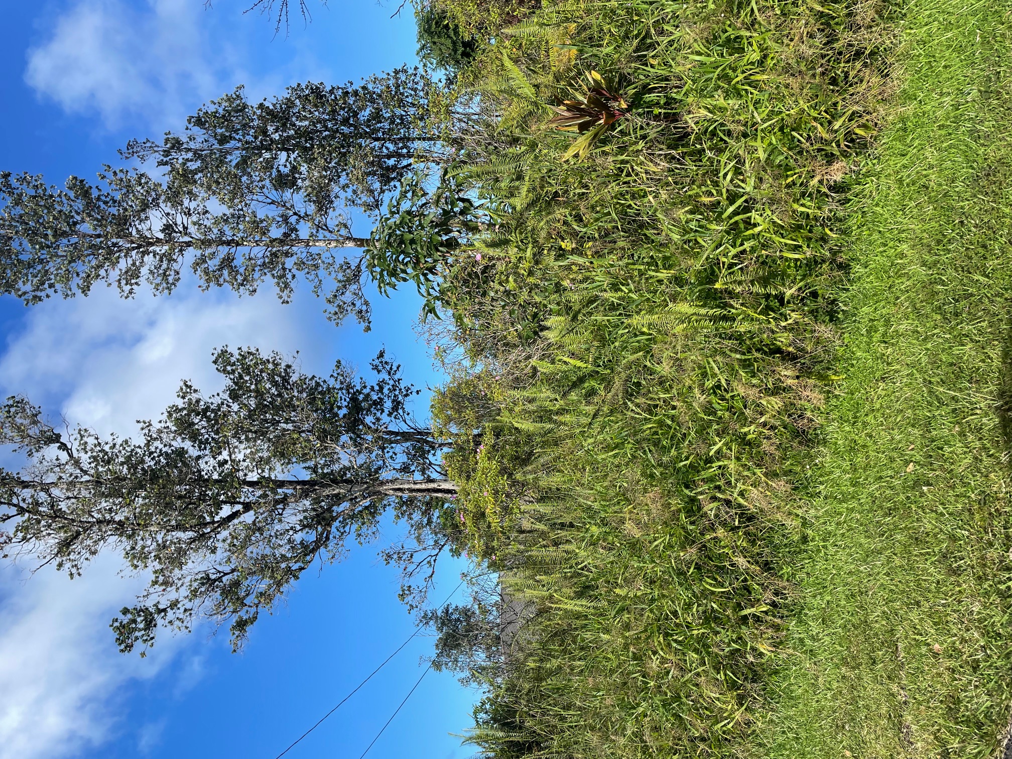 15-2811 Lai St Property Photo 2