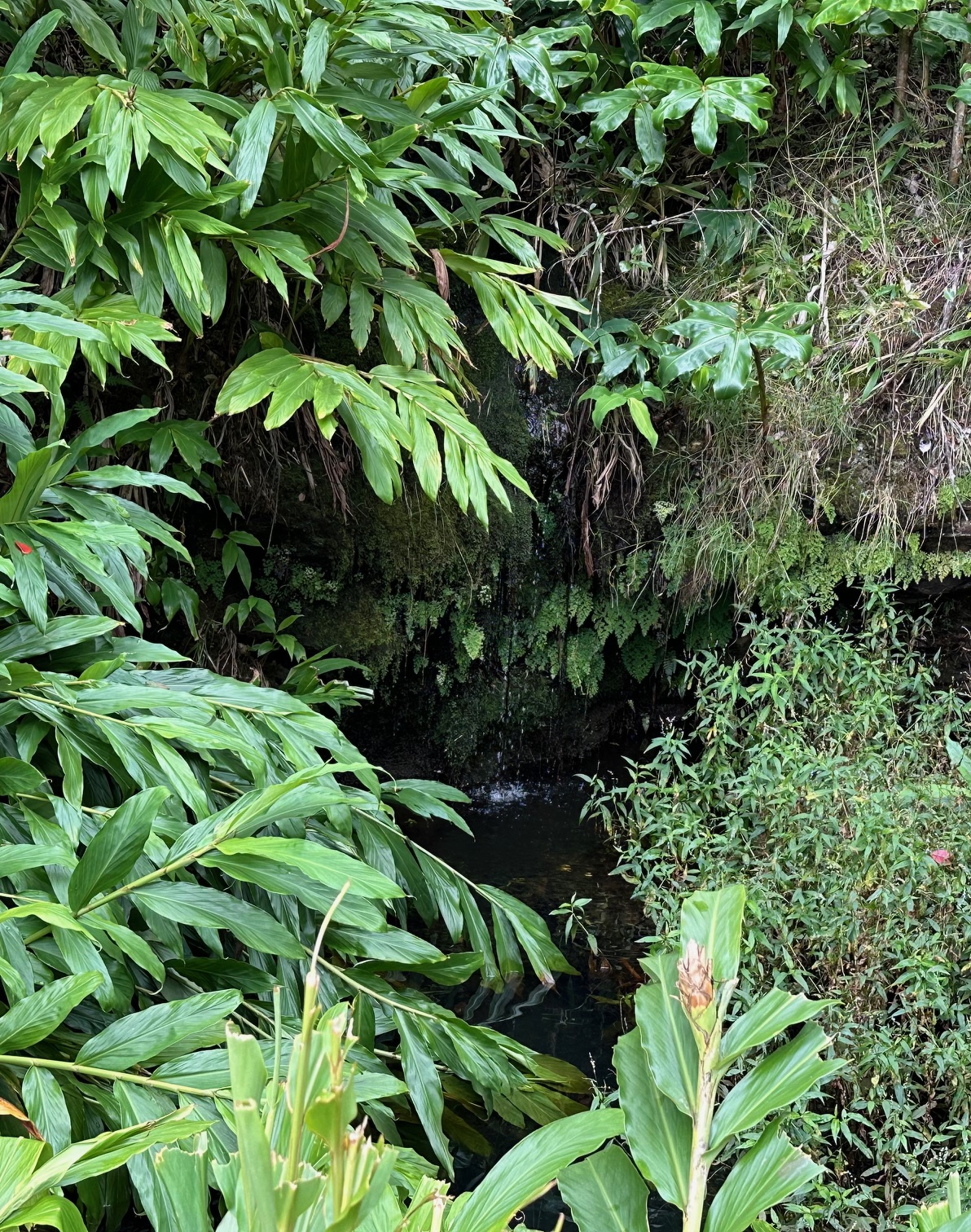 64-550 Mamalahoa Highway Property Photo 9