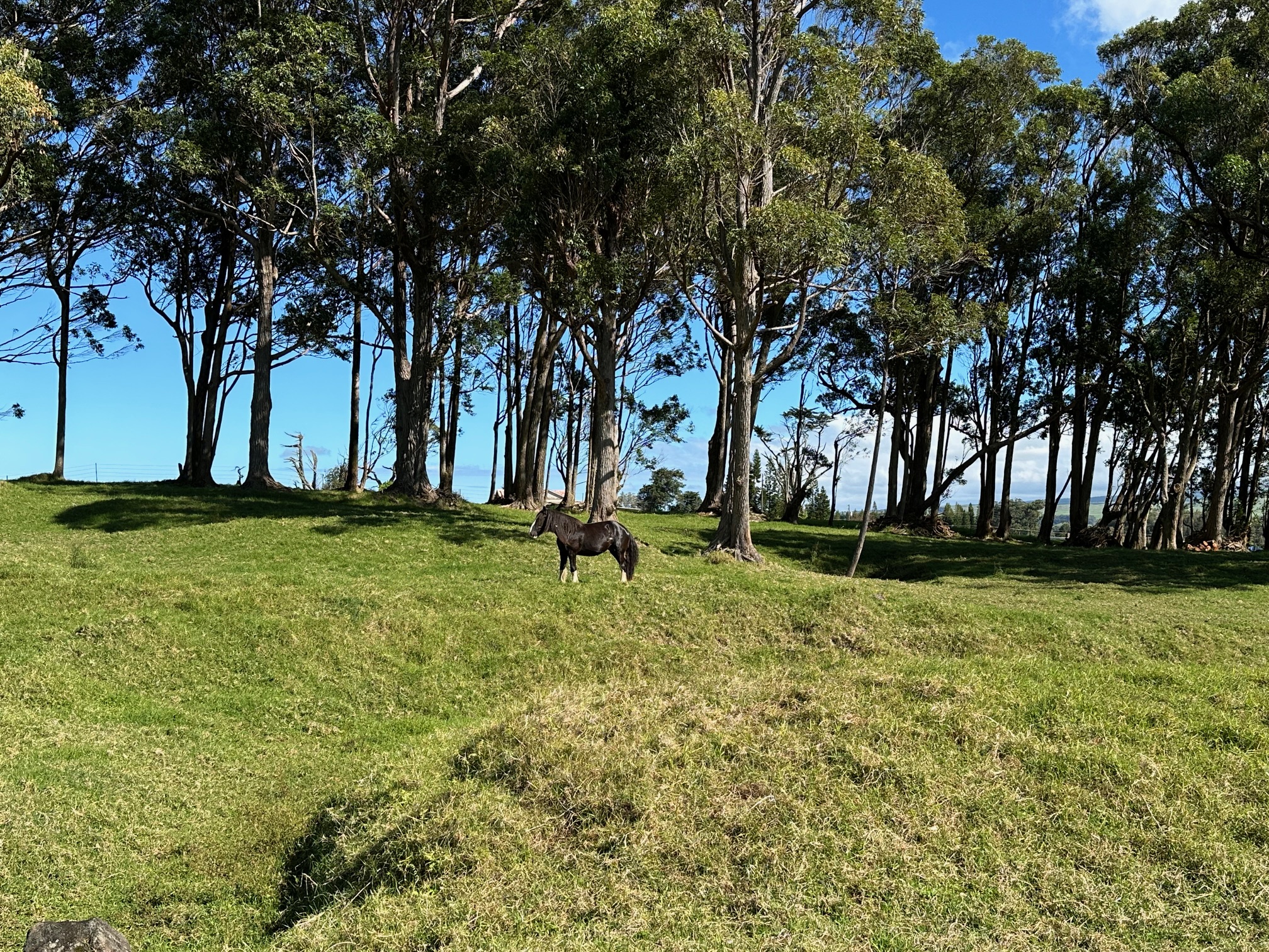 64-550 Mamalahoa Highway Property Photo 14