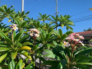 75-5680 Kuakini Highway 303 Property Photo 2