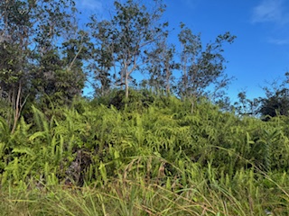Kehaulani St Property Photo 13