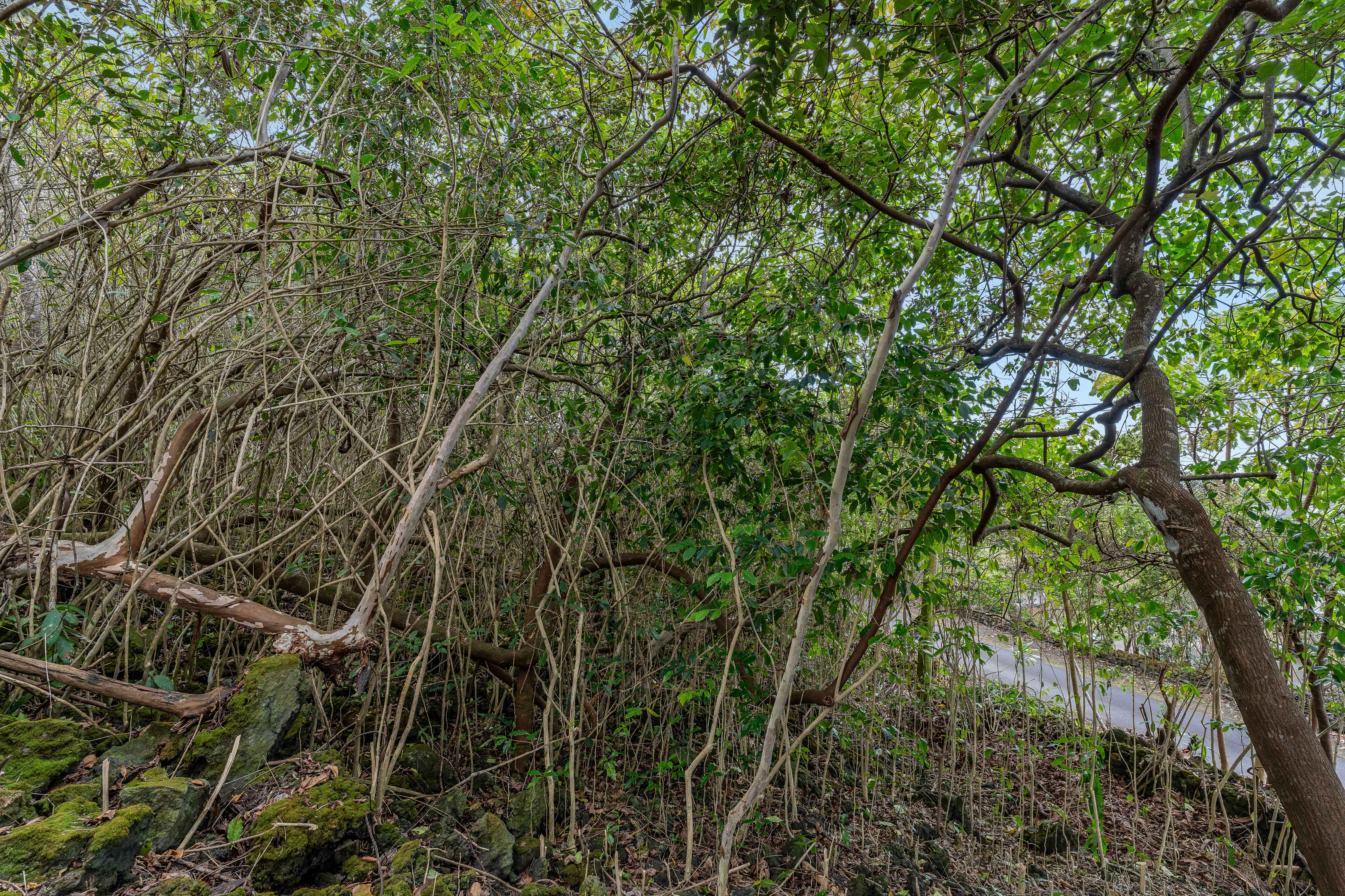 73-4597 Old Government Mauka Road Property Photo 14