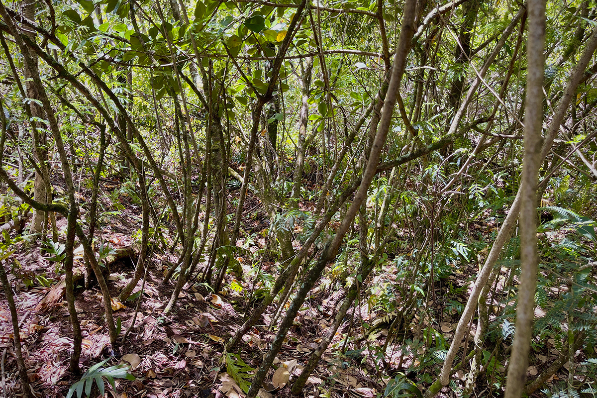 12-4786 Kaimu Chain Of Craters Rd Property Photo 6