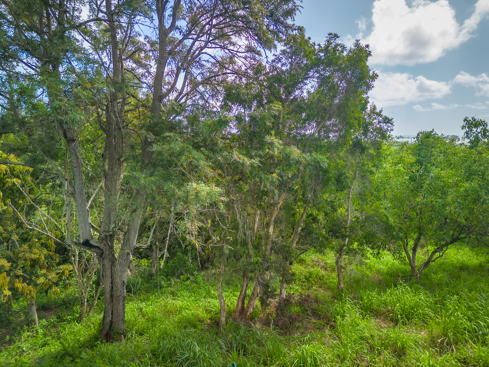 Apopo Rd Property Photo 15