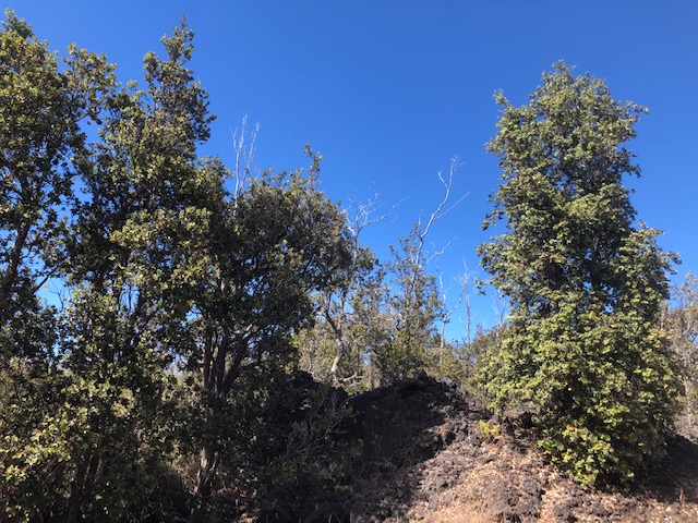Ohia Dr Property Photo 3