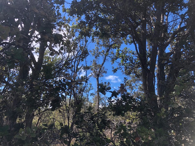 Ohia Dr Property Photo 4