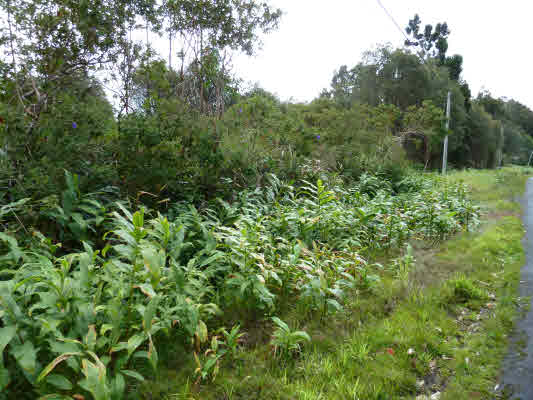 Volcano Rd Property Photo 5
