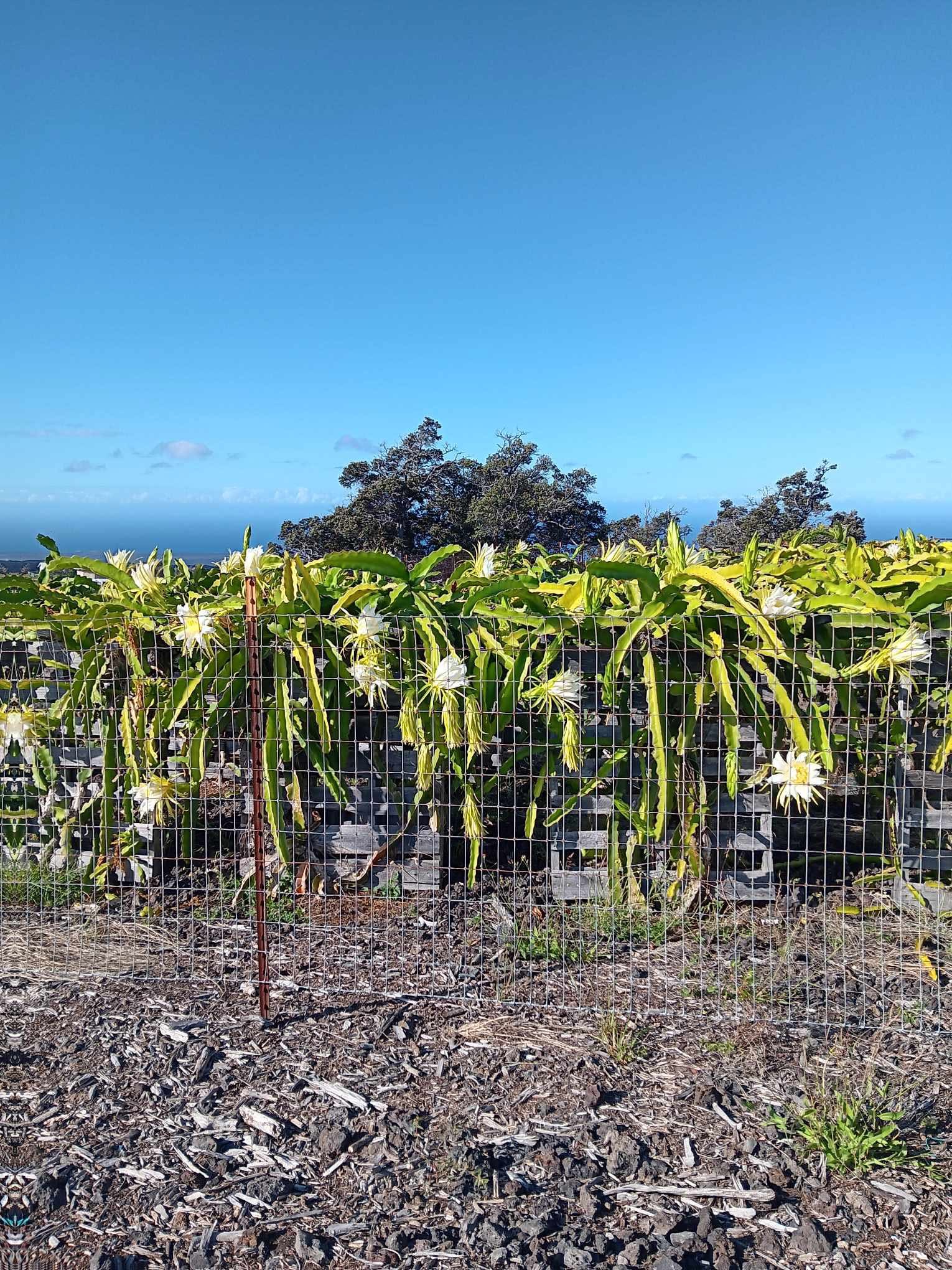 92-8305 Mamalahoa Highway Property Photo 4