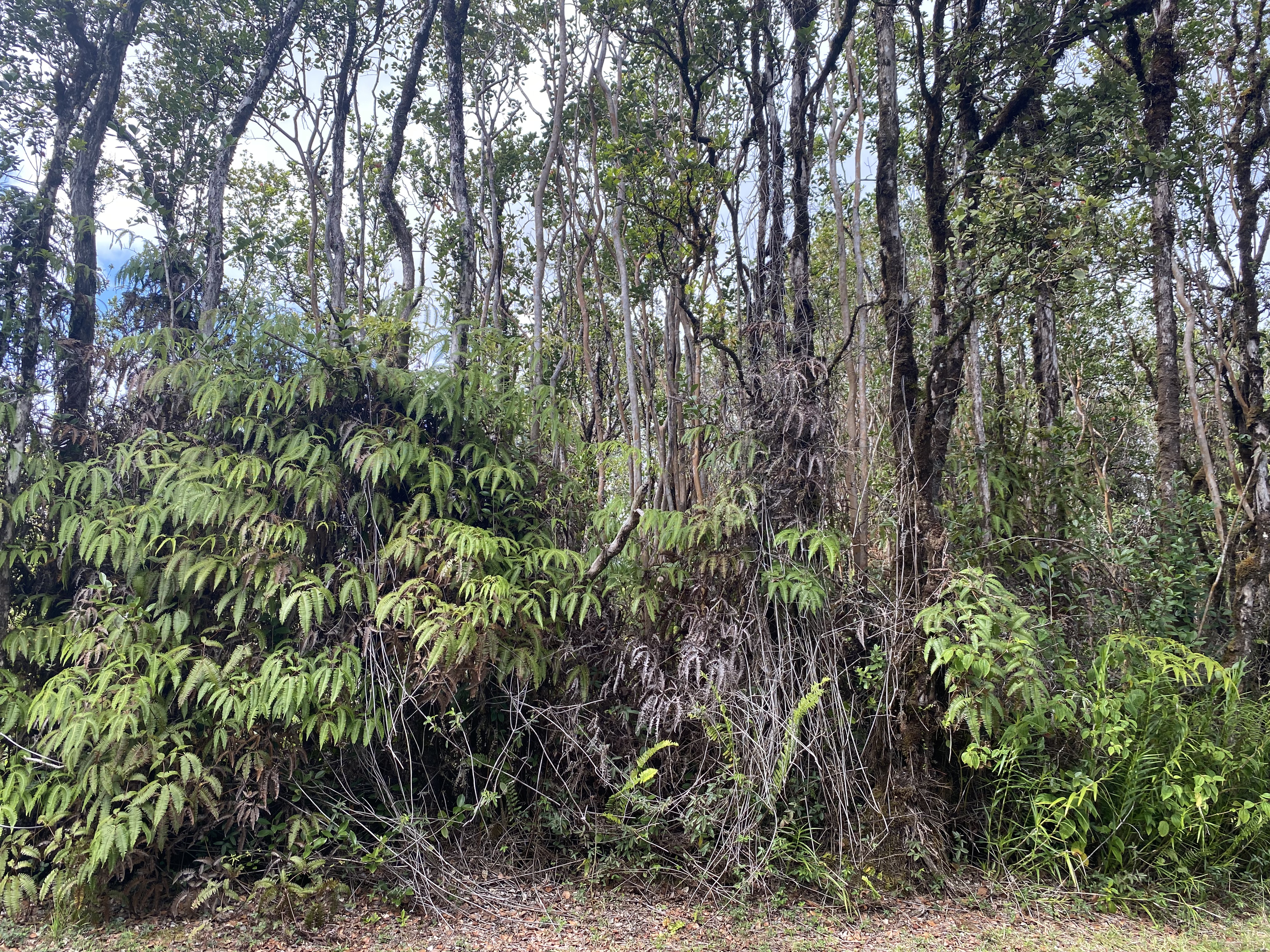 PUNAHELE AVE Property Photo 1