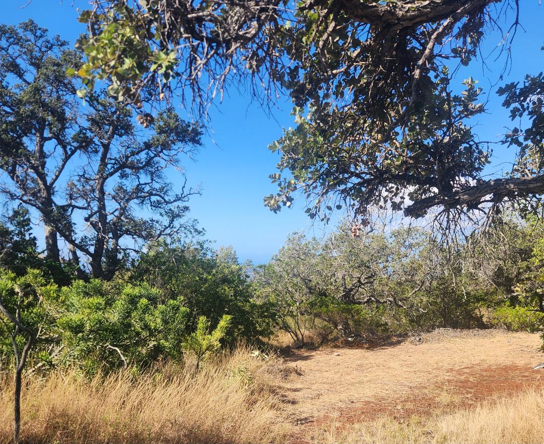King Kamehameha Blvd Property Photo