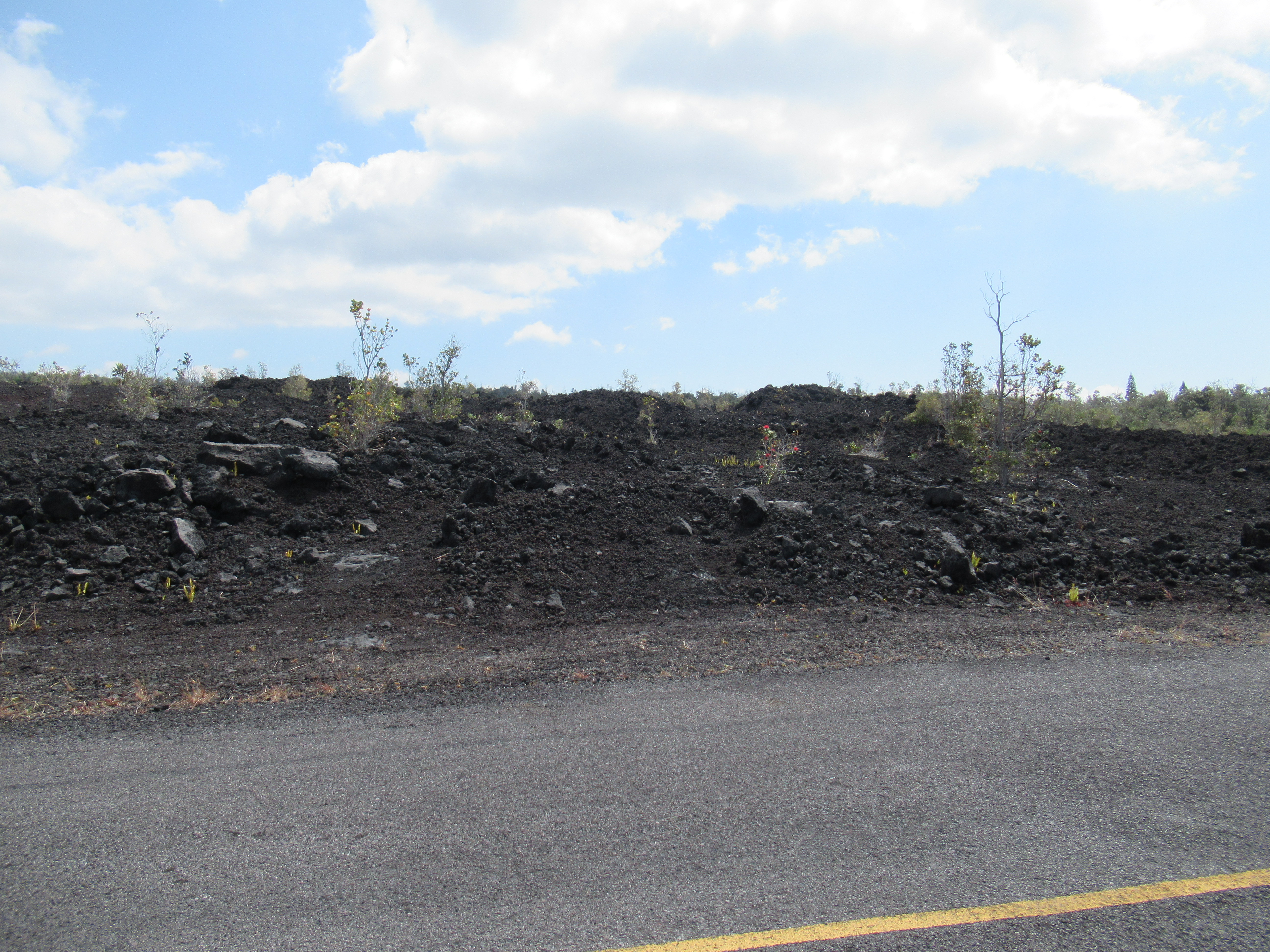 Lotus Blossom Ln Property Photo 5