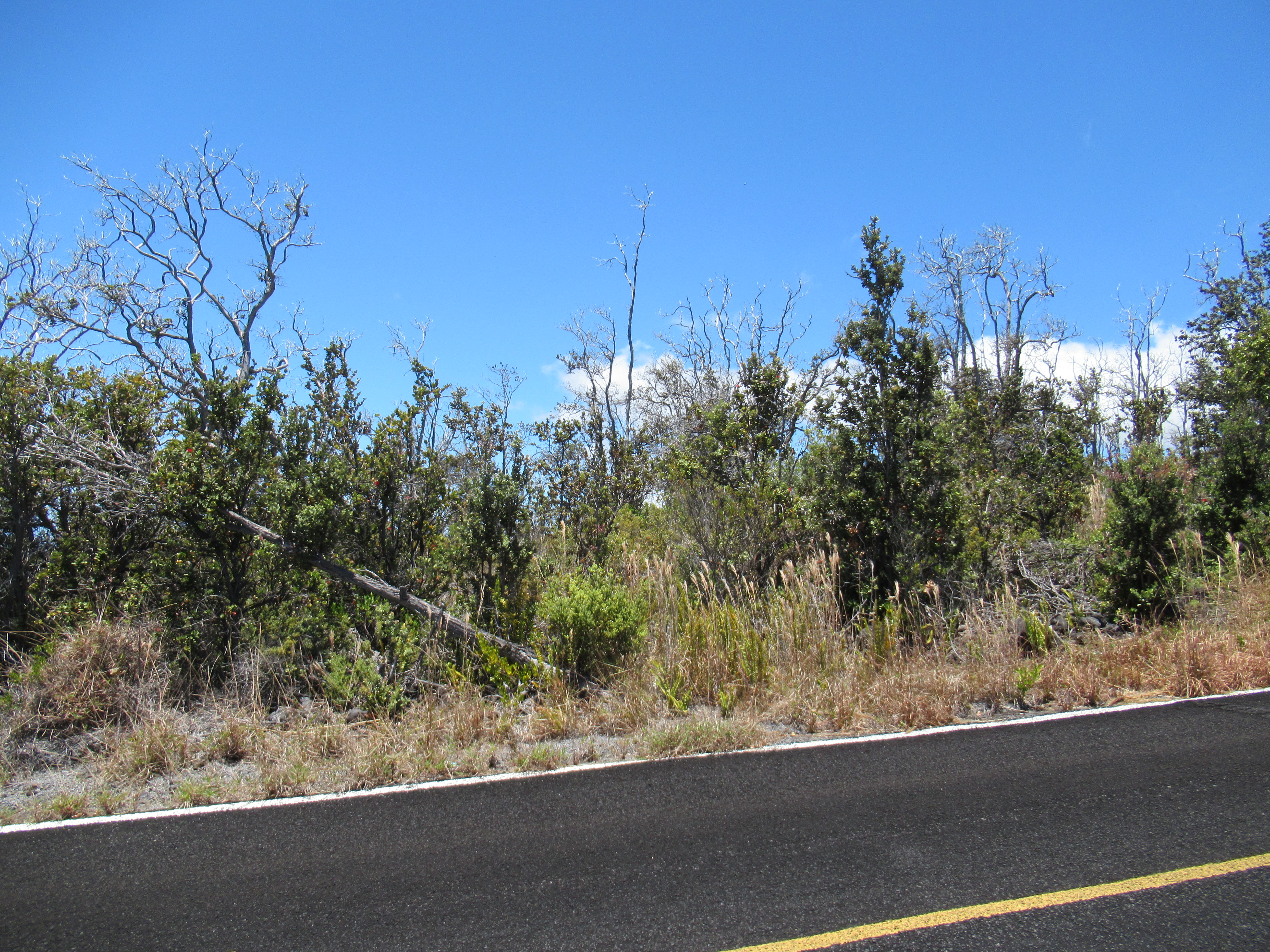 Pineapple Pkwy Property Photo 2