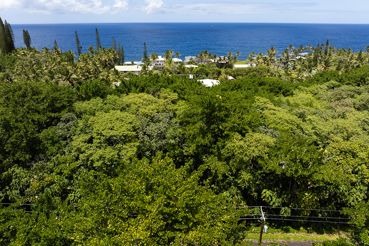 Papai St Property Photo 10