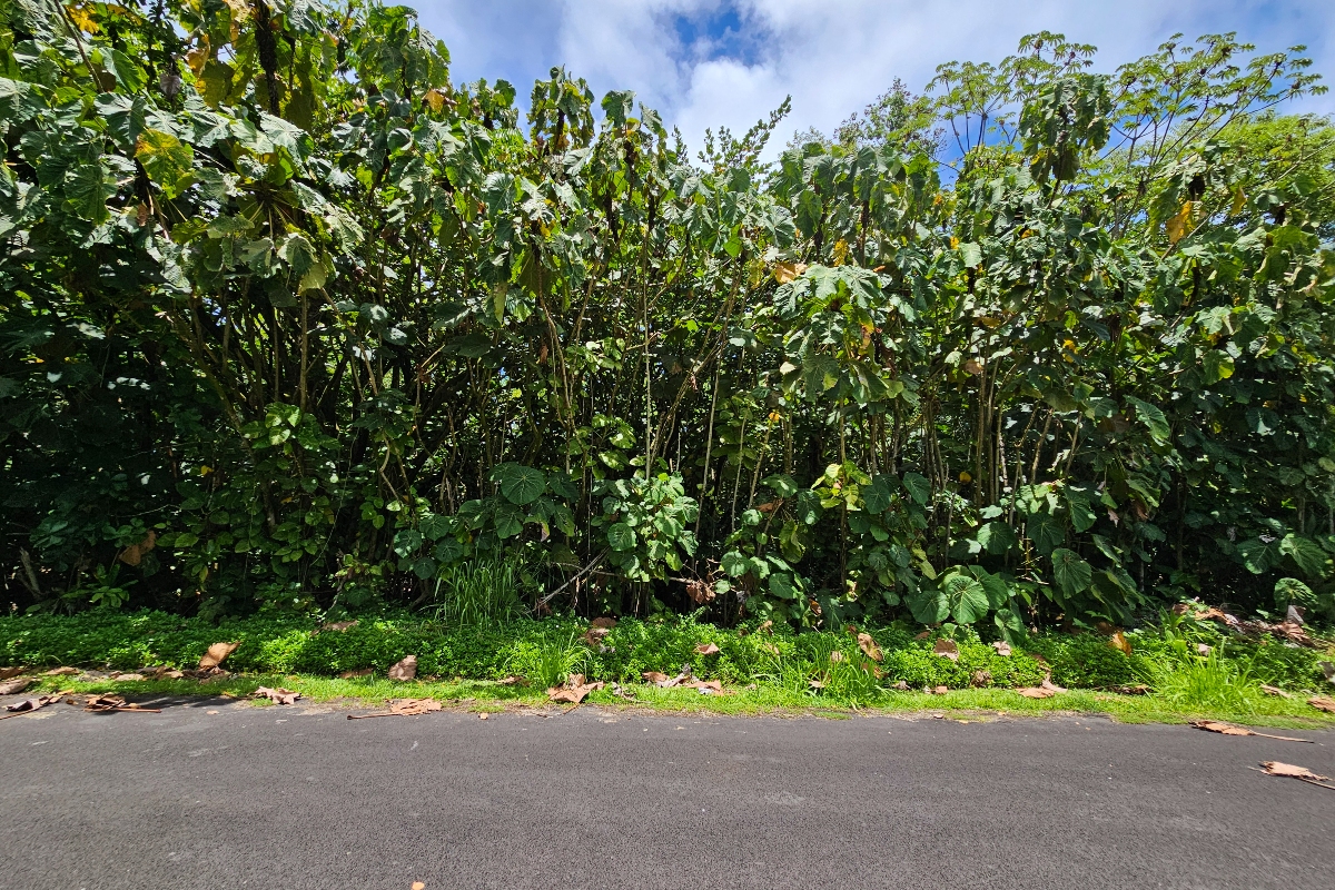 Papai St Property Photo 14
