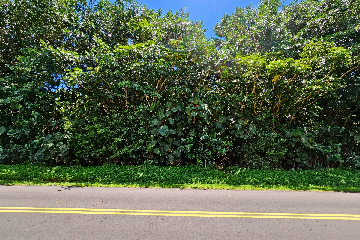 Papai St Property Photo 12
