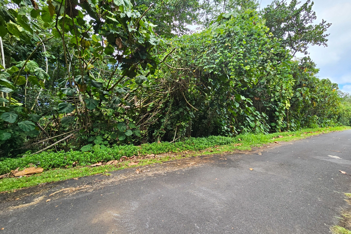Papai St Property Photo 13