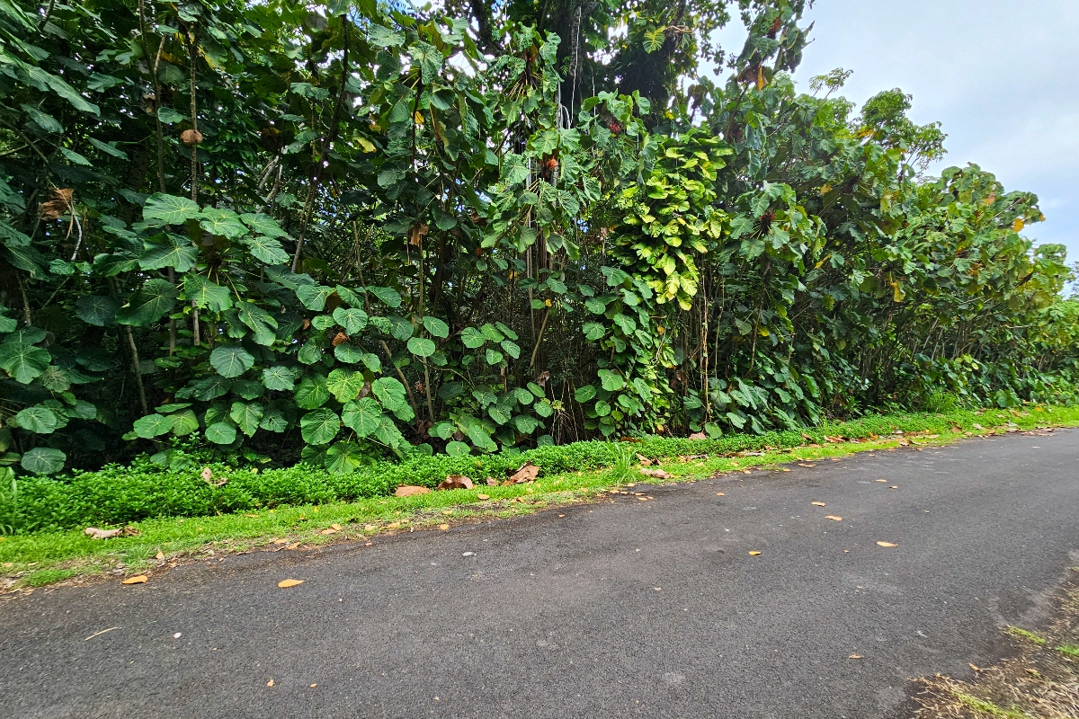 Papai St Property Photo 15