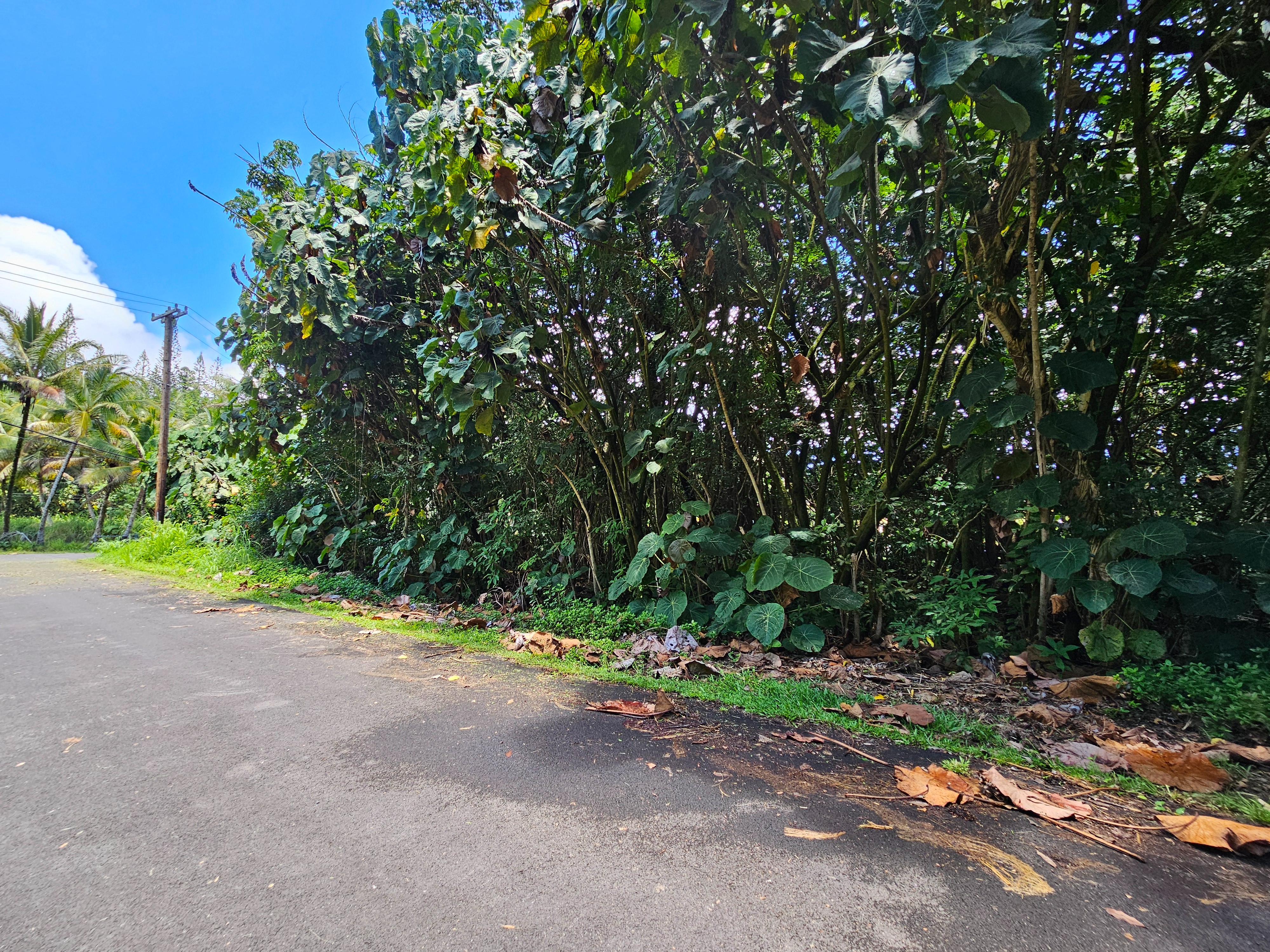 Papai St Property Photo 13