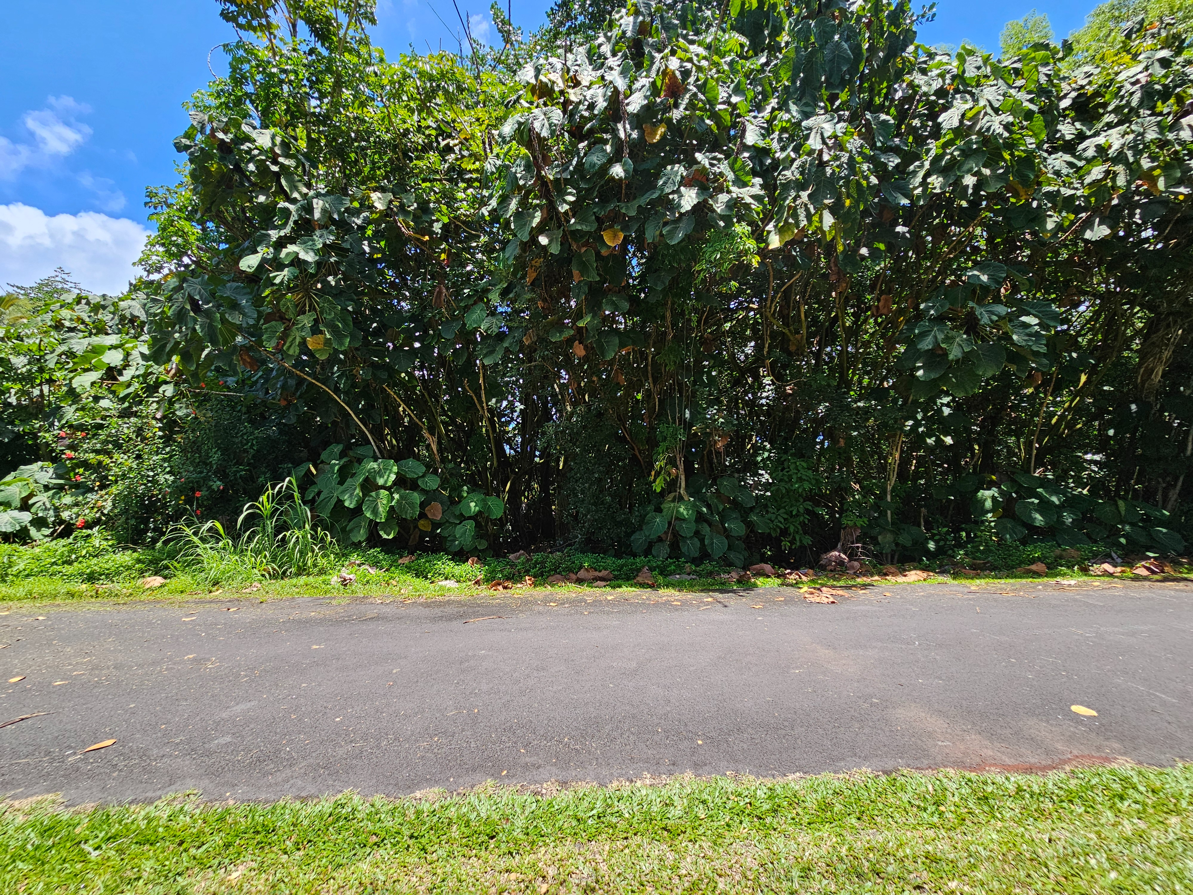 Papai St Property Photo 14