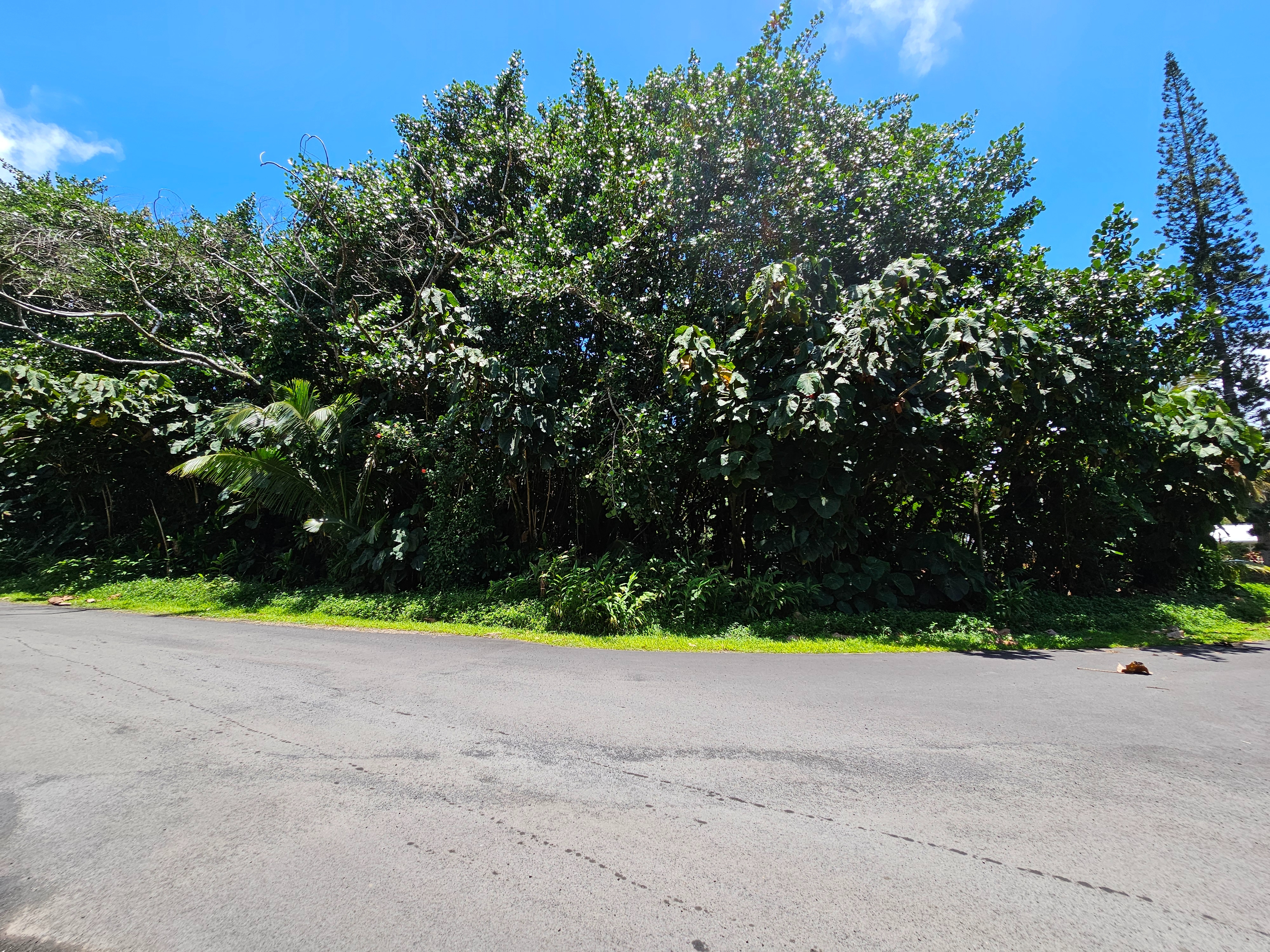 Papai St Property Photo 15
