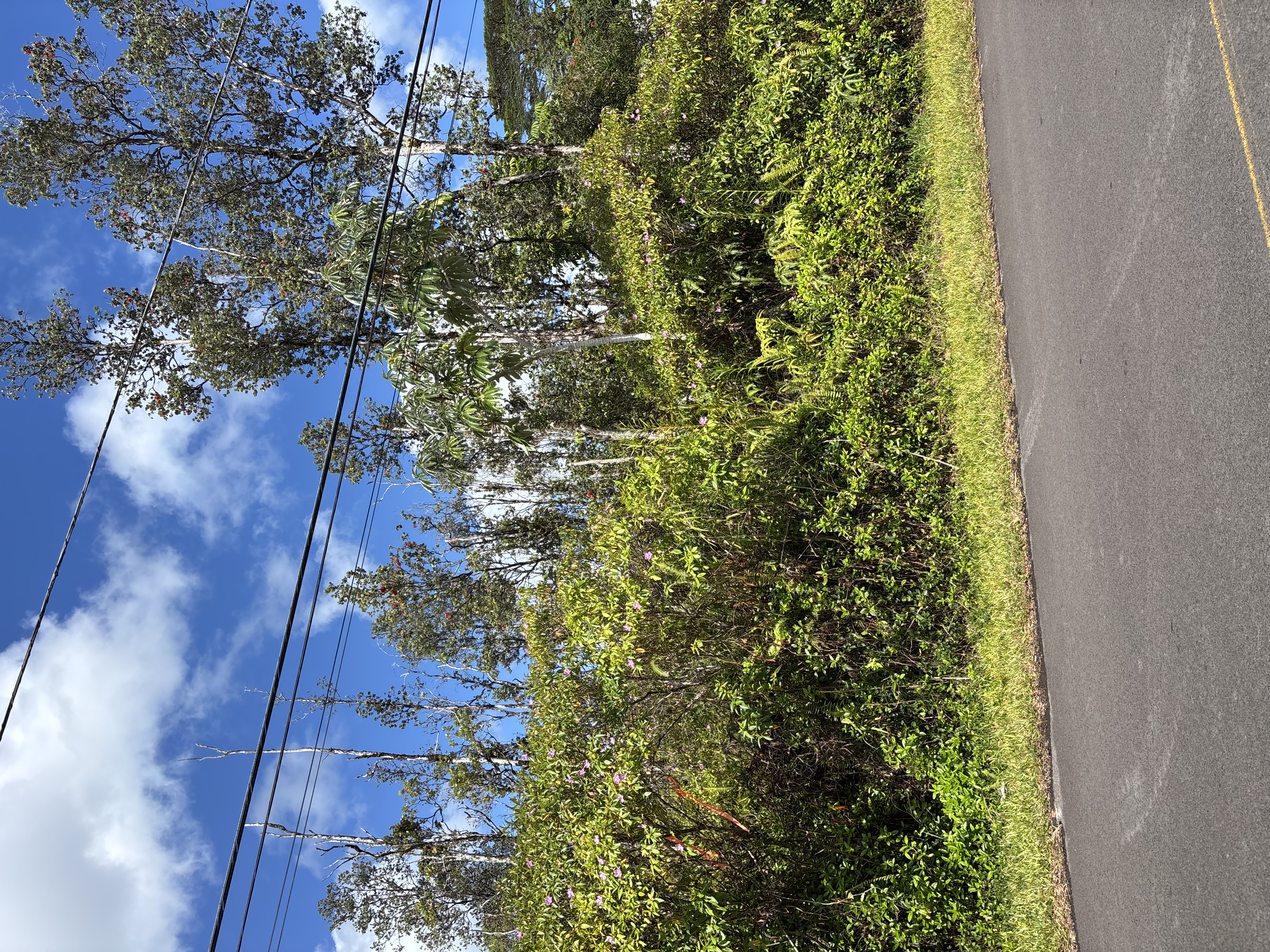 Lehua Dr Property Photo