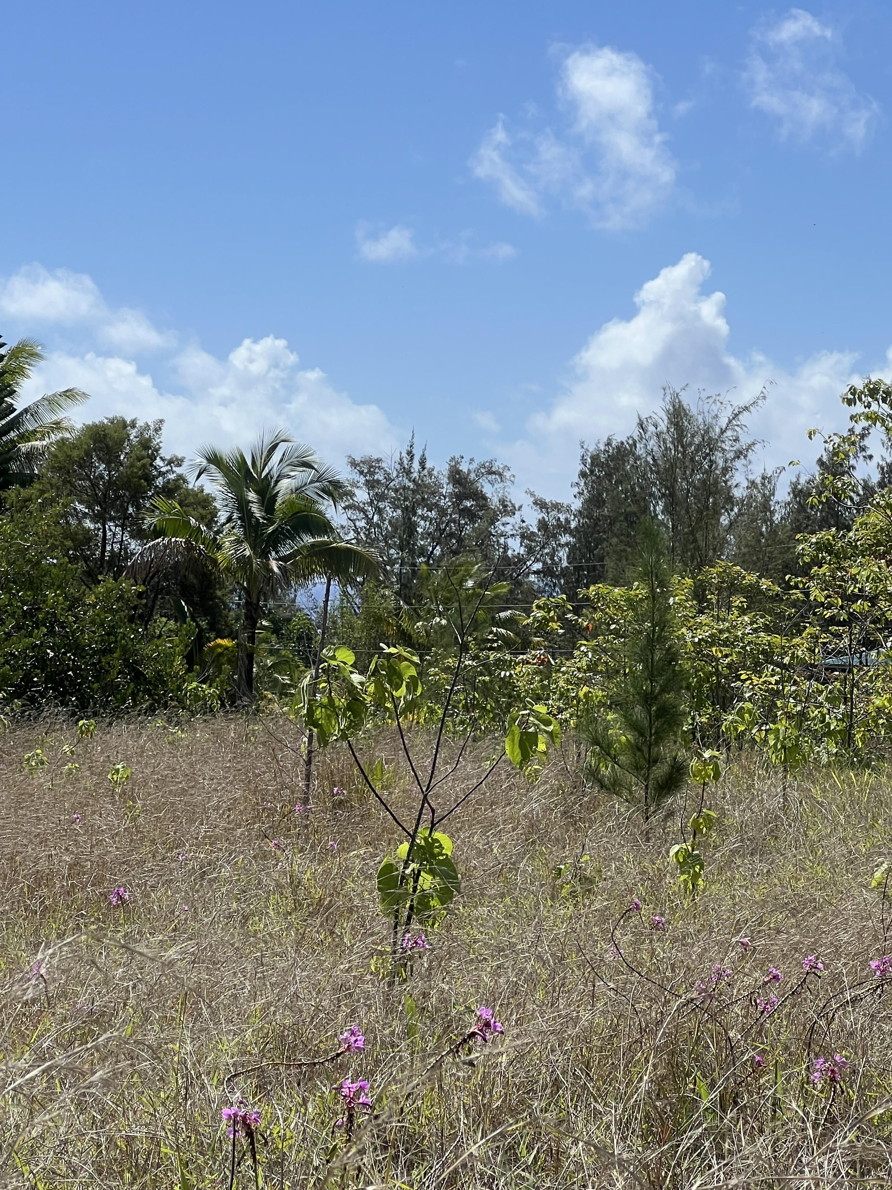 Oliana Dr Property Photo