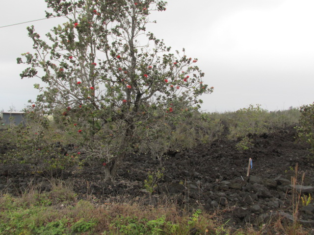 King Kamehameha Blvd Property Photo 3