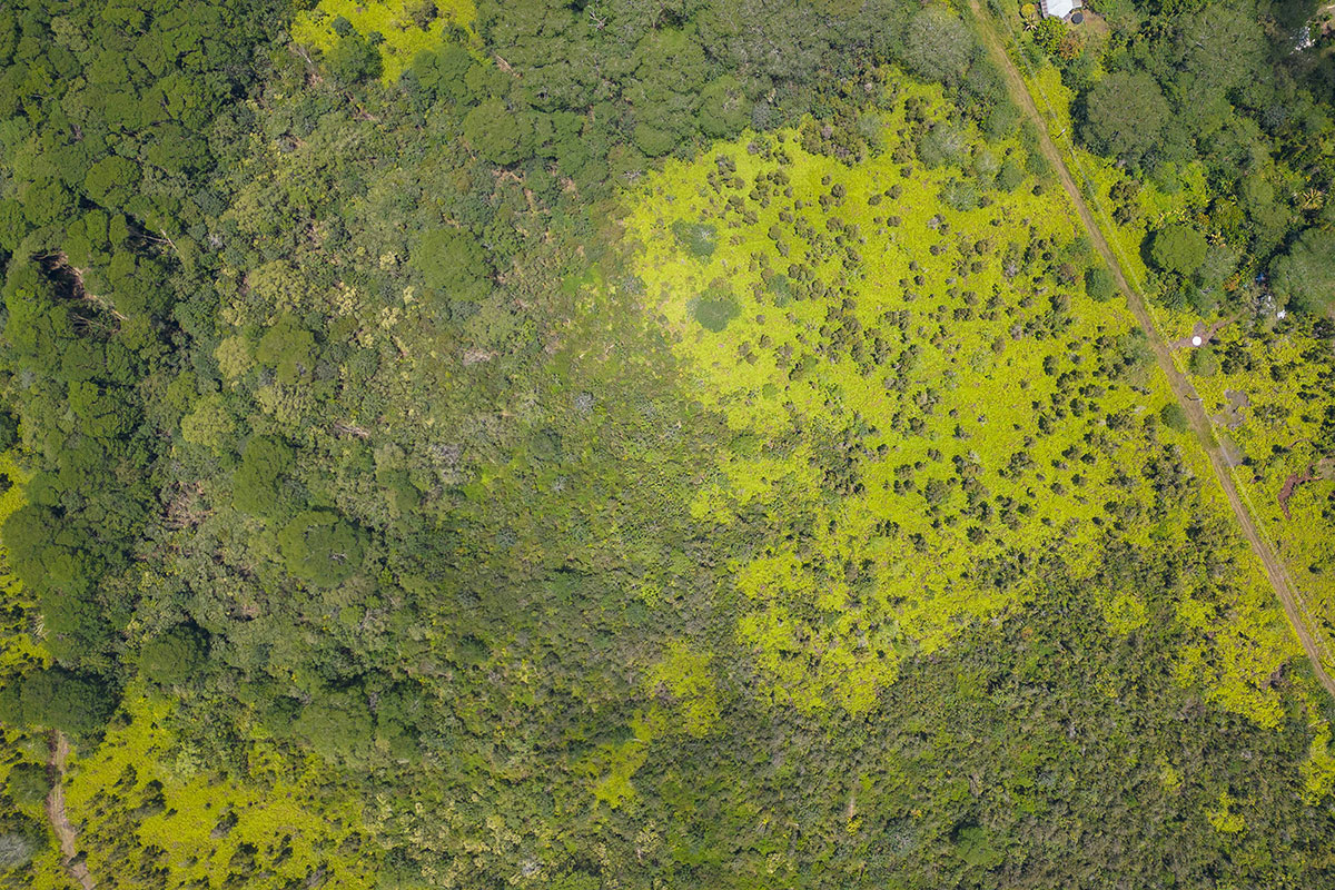 Pahoa Kalapana Rd Property Photo 11